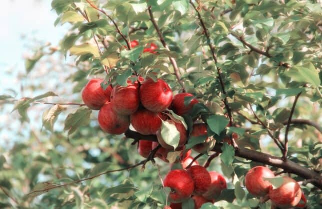 Pictures of Apples on a Tree